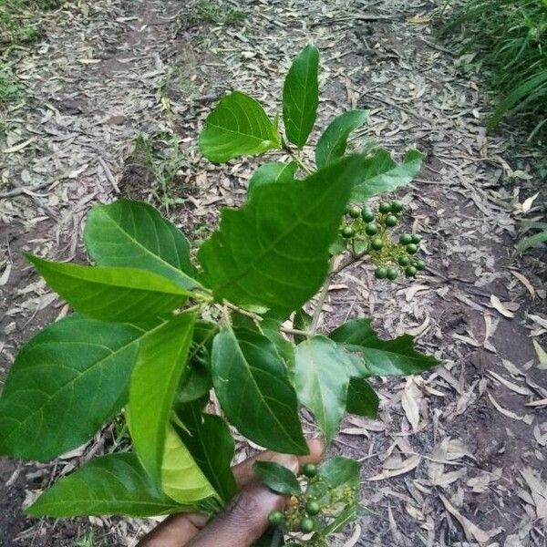 Premna serratifolia Blad