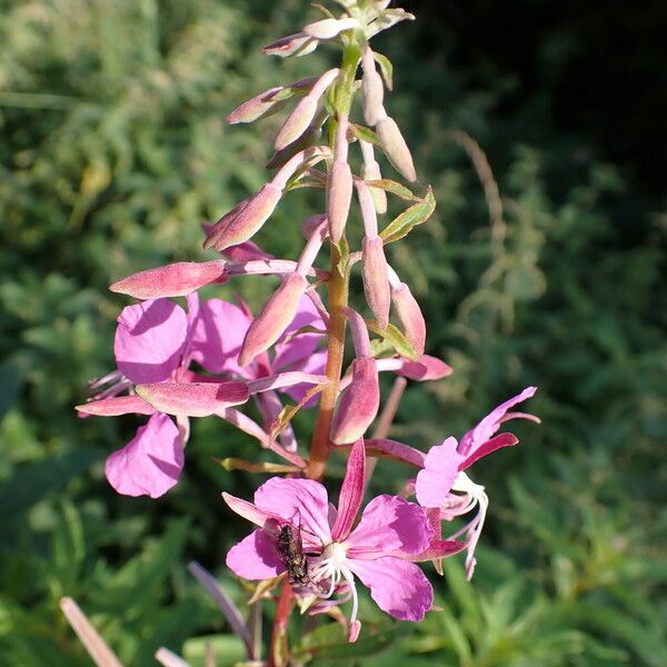 Epilobium angustifolium Flor