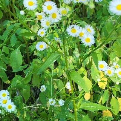 Erigeron strigosus Blüte