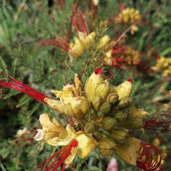 Caesalpinia gilliesii फूल