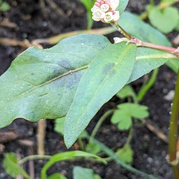 Persicaria maculosa Blad