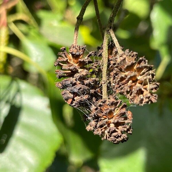 Alnus glutinosa Fruto