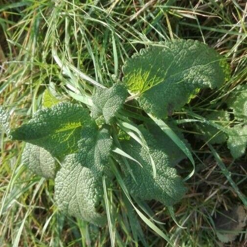 Marrubium vulgare Foglia