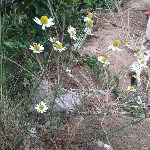 Anthemis arvensis Cvet