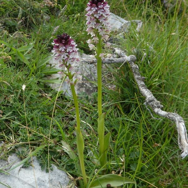 Neotinea ustulata Habit