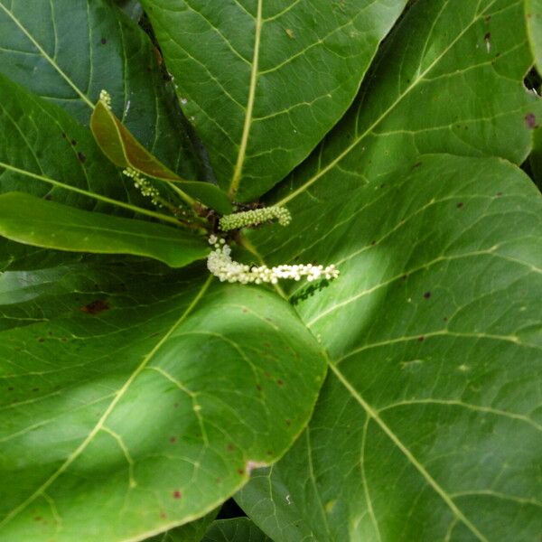 Terminalia catappa Folha