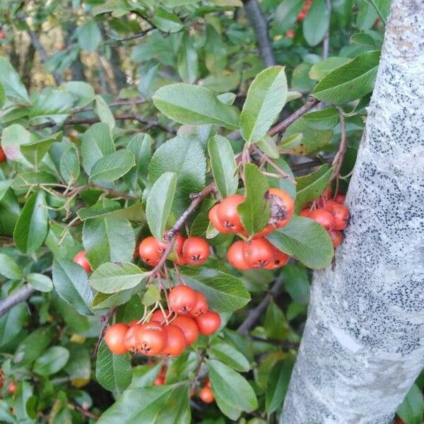 Pyracantha coccinea Plod