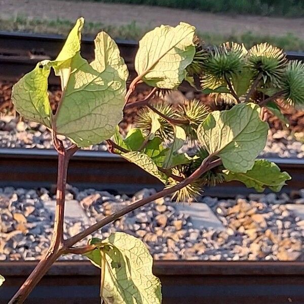 Arctium lappa Leaf