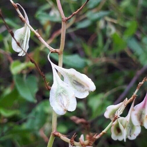 Fallopia dumetorum Fruit