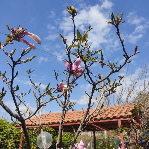 Magnolia liliiflora Blomst