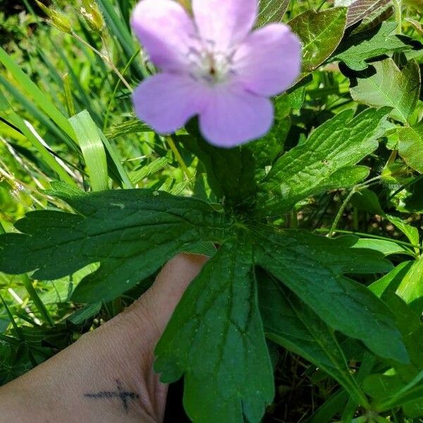 Geranium maculatum Fiore