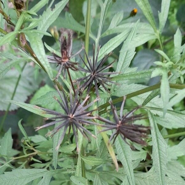 Bidens subalternans Fruit