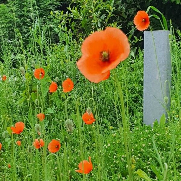 Papaver dubium 整株植物