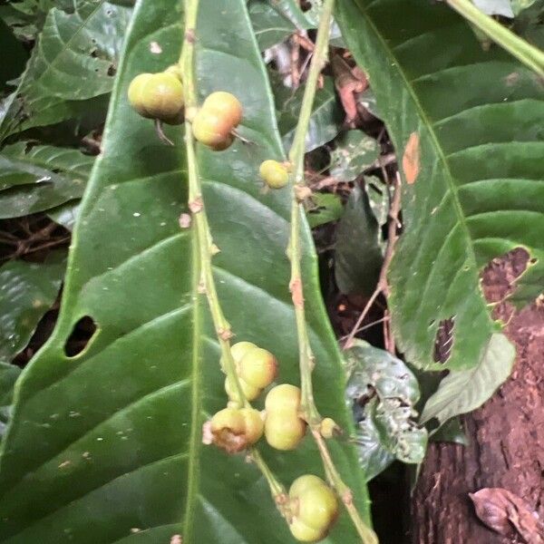 Alchornea floribunda Fruit