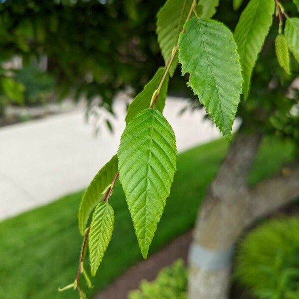 Carpinus caroliniana List