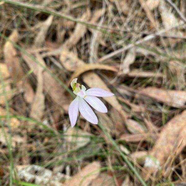 Caladenia catenata Blomst