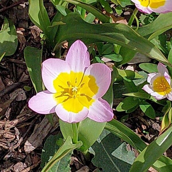 Tulipa humilis Flower