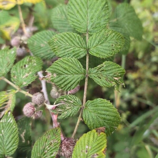 Rubus niveus Ліст