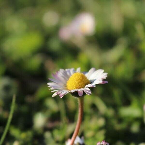 Bellis sylvestris Çiçek