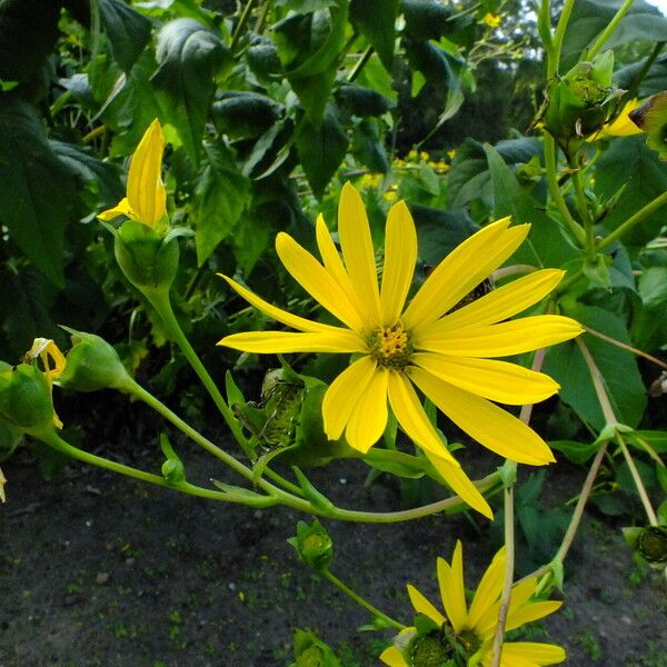 Silphium perfoliatum Blomma