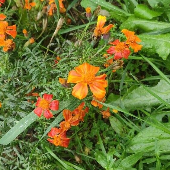 Tagetes tenuifolia Квітка