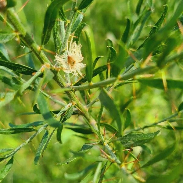 Acacia paradoxa Квітка