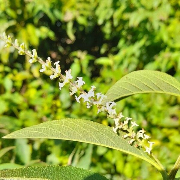 Aloysia virgata Kwiat