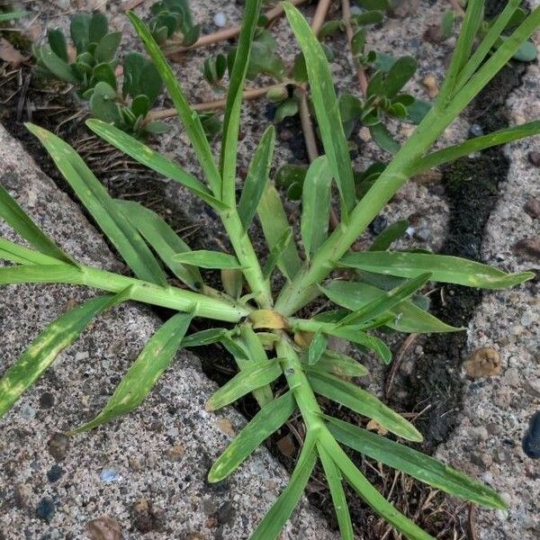 Stenotaphrum secundatum Ліст