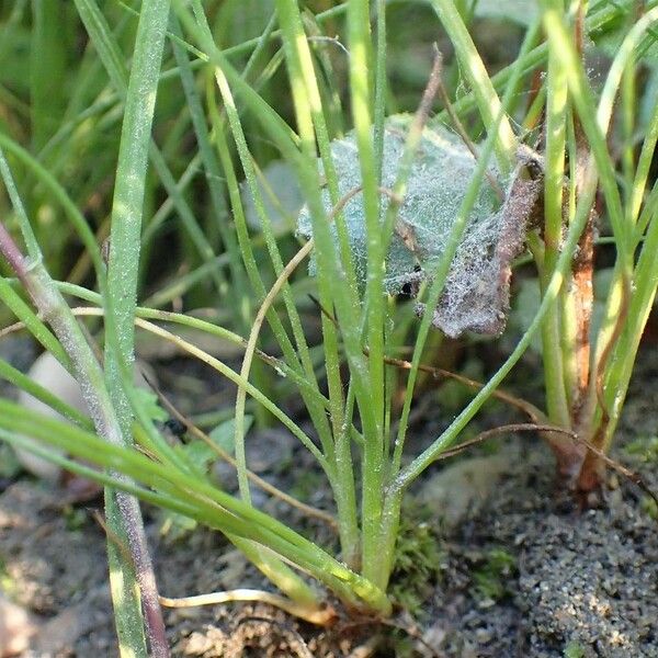 Juncus bufonius Συνήθη χαρακτηριστικά