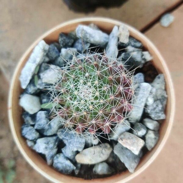 Mammillaria wrightii List