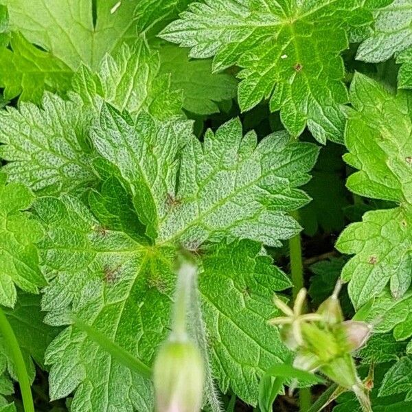 Geranium endressii Blad