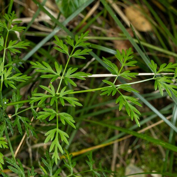 Peucedanum palustre Leaf