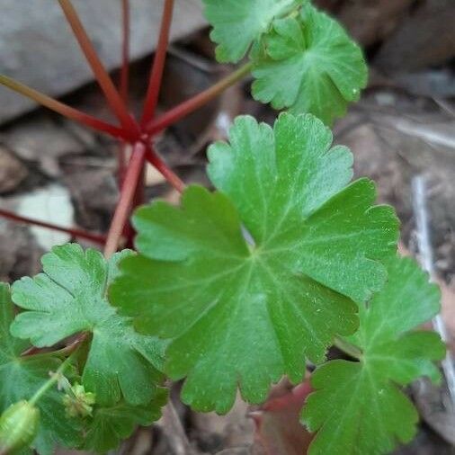 Geranium lucidum पत्ता