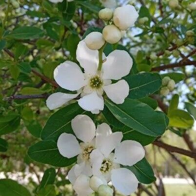 Exochorda racemosa Flower