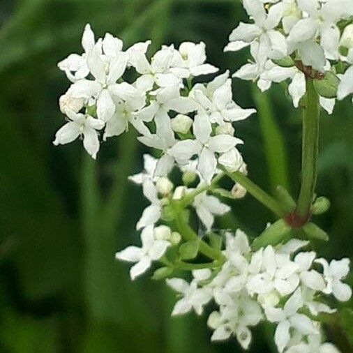 Galium boreale Blüte