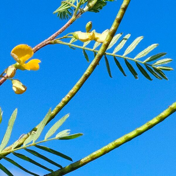 Sesbania sesban 果實