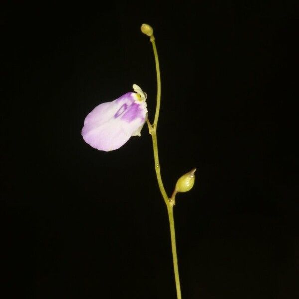 Utricularia pubescens Квітка