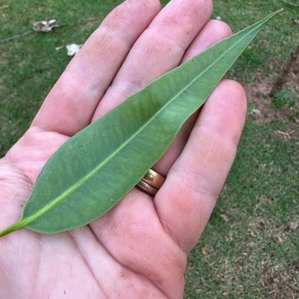 Corymbia citriodora Лист