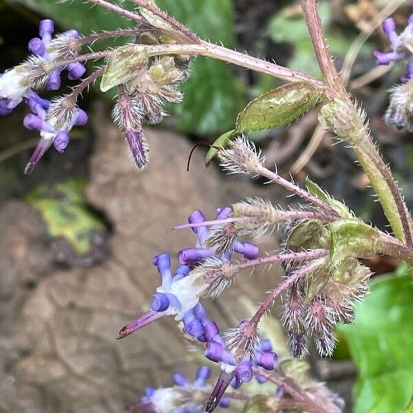 Trachystemon orientalis 形態