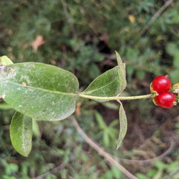 Lonicera periclymenum ഫലം