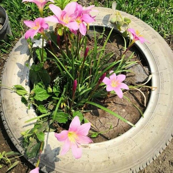 Zephyranthes rosea Folio