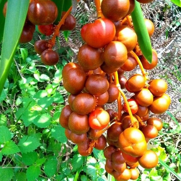 Dracaena mannii Frukt