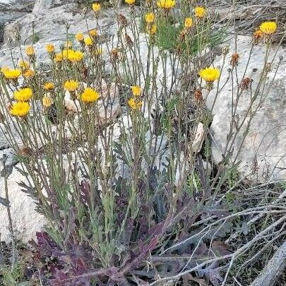 Reichardia tingitana Habit