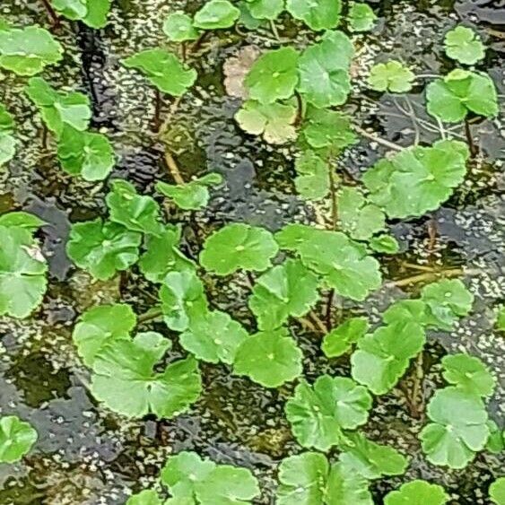 Hydrocotyle ranunculoides Leht