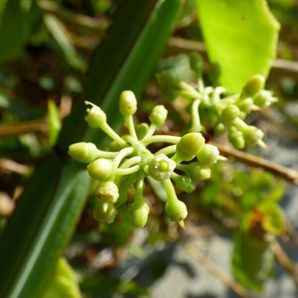 Cissus quadrangularis Flor