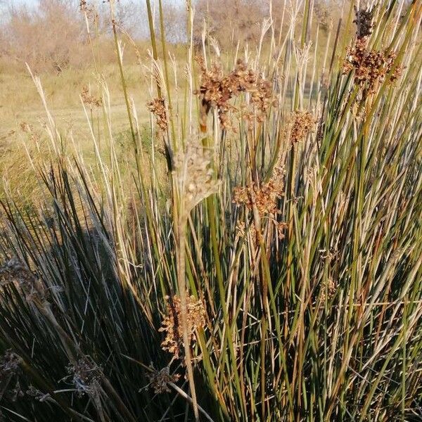 Juncus maritimus Ffrwyth