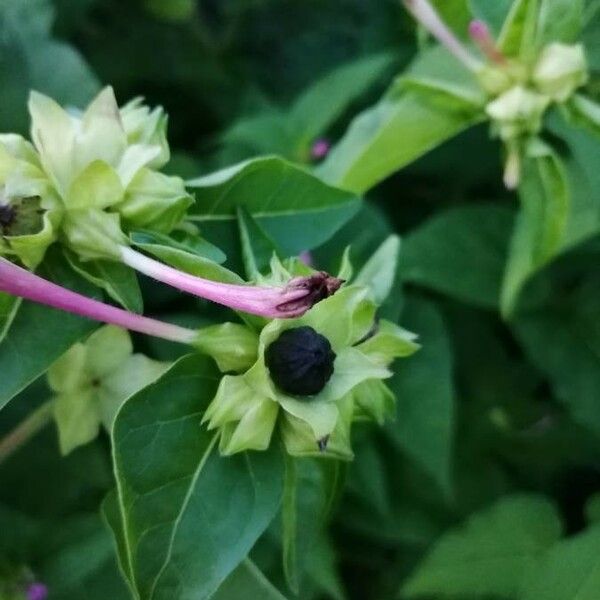 Mirabilis jalapa Fruit