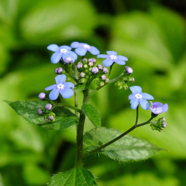 Brunnera macrophylla Квітка