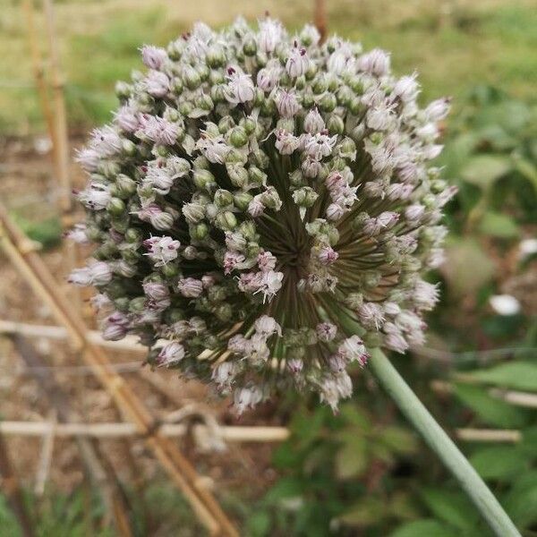 Allium porrum 花