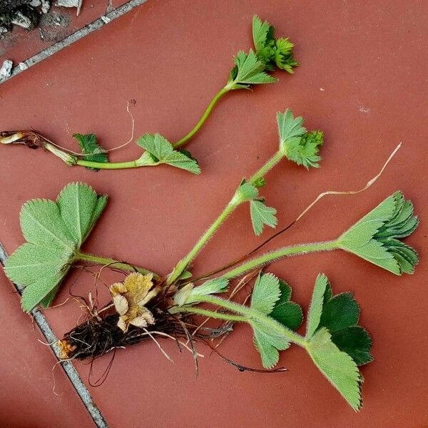 Alchemilla monticola Habitus